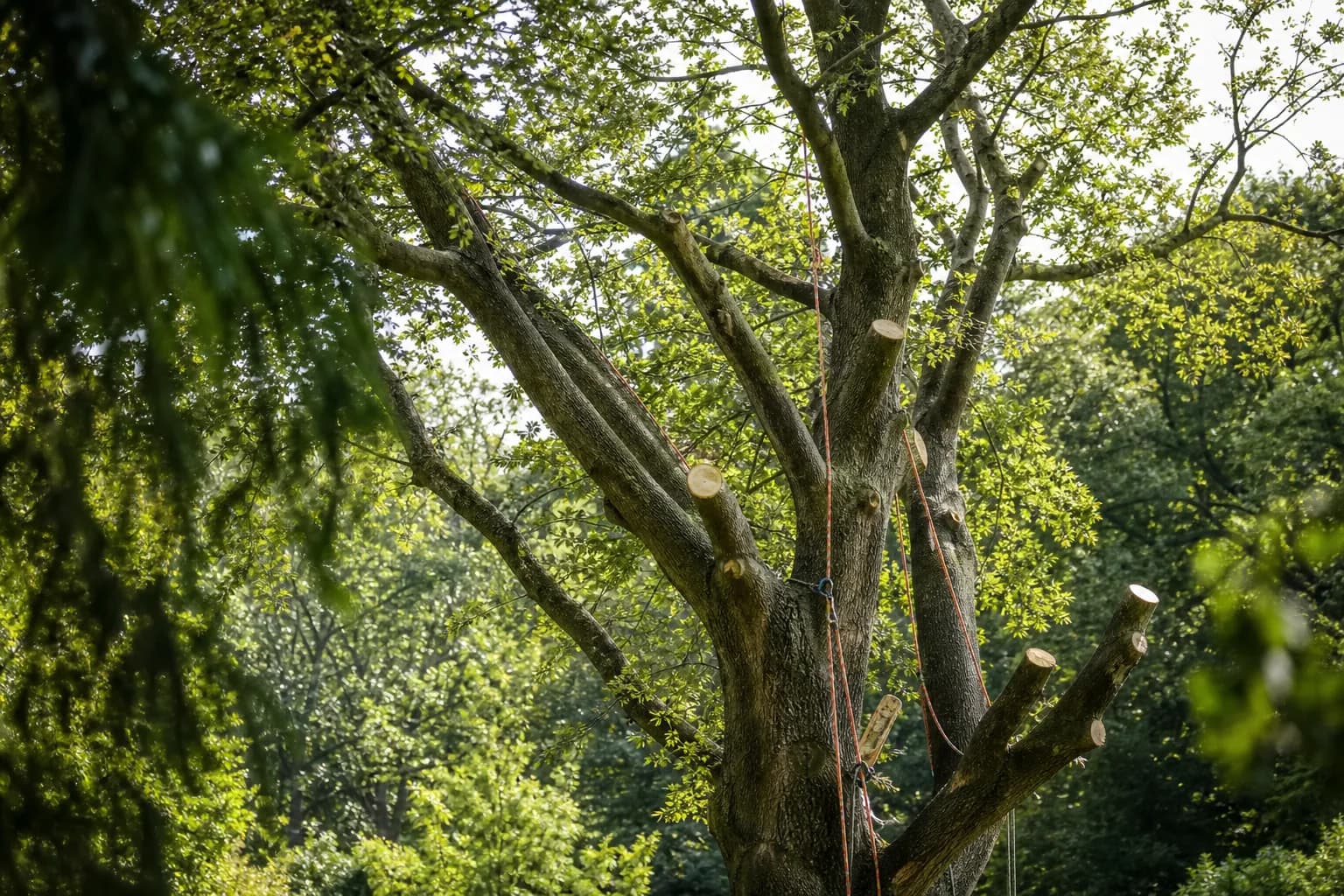 A large tree canopy being reduced and shaped with climbing ropes